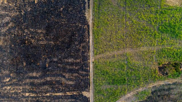 Aerial view of a field divided by a dirt path, showing a stark contrast between a burnt, charred section and a lush green agricultural area in Indonesia.