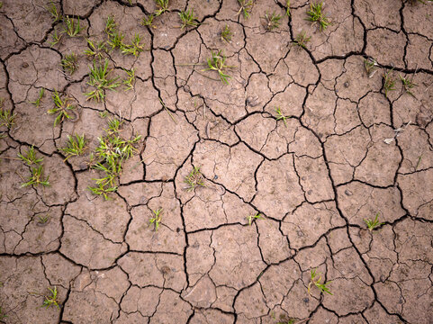 Dry land with small weeds, Randa mountain, Algaida, Mallorca, Balearic Islands, Spain