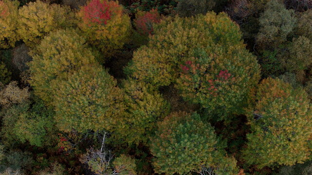 Aerial view of Autumn colours in Insh woodland with vibrant red and green foliage covering the forest canopy in Kingussie, Scotland, United Kingdom.