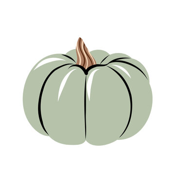 Sage Green Pumpkin Vector Illustration Autumn Hand Drawn Style