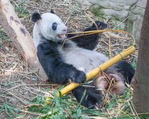 A Panda © YK