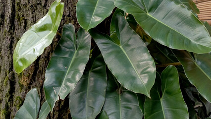 Close-up of Philodendron leaves showing beautiful green textures and unique shape © Sijiae