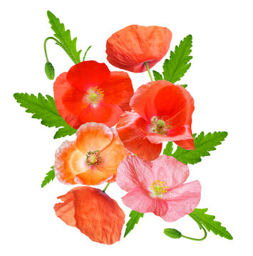 close up of bouquet of colorful poppy flowers isolated on transparent background, top view