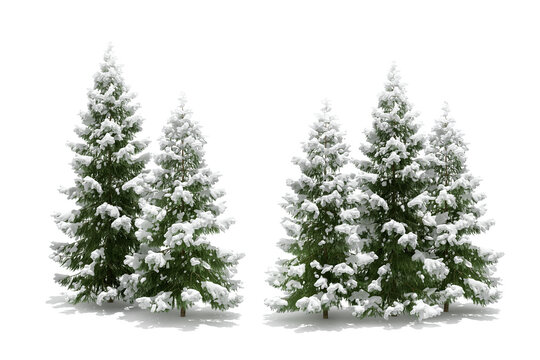 Snow covered pine trees group isolated on transparent background