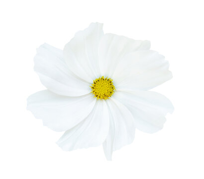 close up of white cosmos flower isolated on transparent background, top view
