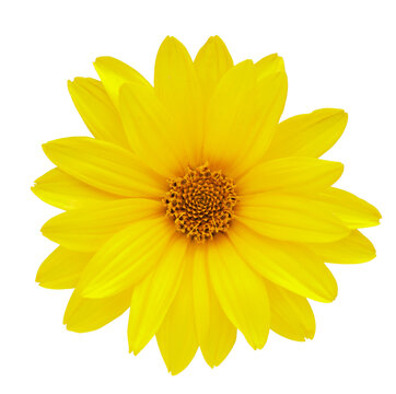 close up of  yellow flower isolated on white or transparent background, top view. False Sunflower. Heliopsis helianthoides