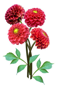 bouquet of blooming red dahlia flowers with leaves isolated on transparent background