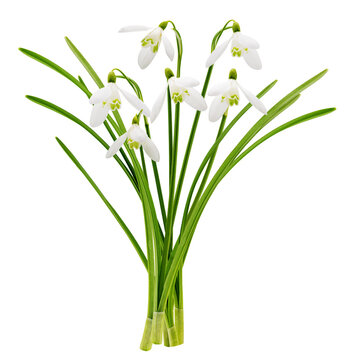 Close up of bouquet of snowdrop flowers isolated on transparent background. First spring flowers