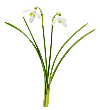 Close up of snowdrop flowers isolated on transparent background. First spring flowers