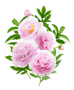bouquet of pink peonies flowers with leaves isolated on transparent background, top view