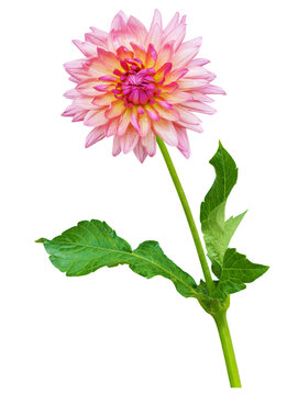 close up of blooming dahlia flower isolated on transparent background