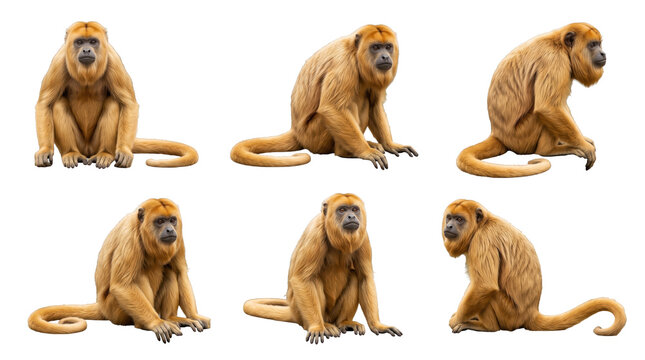 Collection of six brown howler monkeys in various sitting poses and angles, full body shots of primates isolated on a transparent background