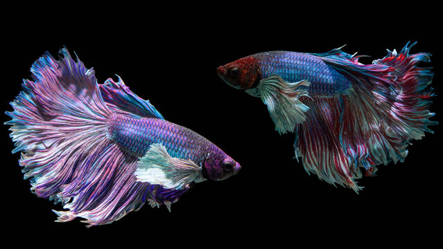 Two colorful Siamese fighting fish swimming together in dark aquarium water