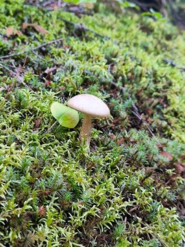 Small pale wild mushroom growing on bright green moss on the forest floor, Mont-&Eacute;lie, Quebec, Canada