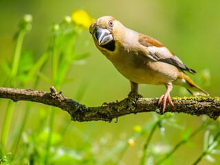 blue tit on a branch © Tibor Dihen