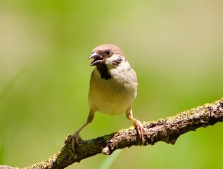 blue tit on branch © Tibor Dihen
