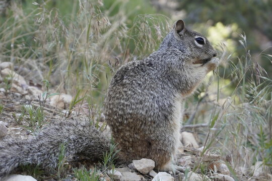 Close up of a cute and adorable grey rock squirrel (Otospermophilus variegatus) standing on its hind legs, munching a nut