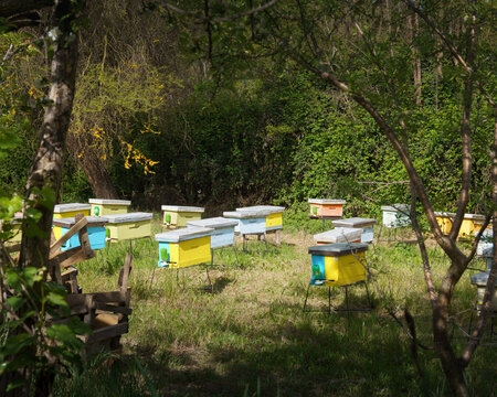 Colmenas de colores en un apiario rodeado de &aacute;rboles