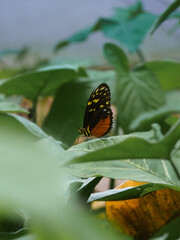 Mariposa de alas anaranjadas posada sobre hojas verdes © Bruno