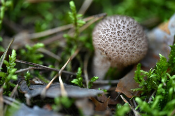 Mushrooms © Viktoriia Pletska
