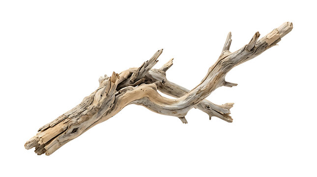 Weathered driftwood branch isolated on transparent background for
