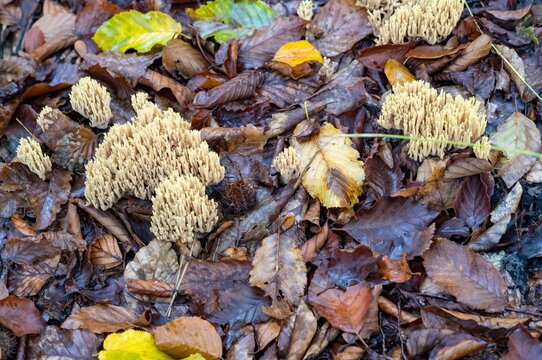 Mushrooms grow among dried leaves on forest floor in autumn season