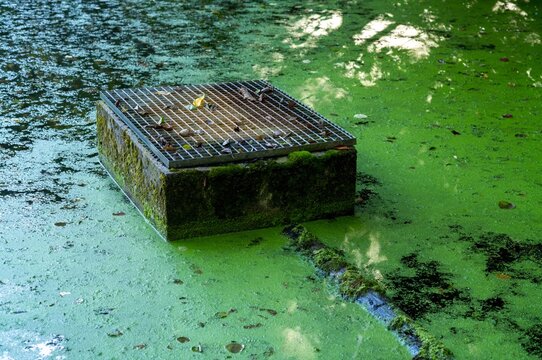 Water covered with green substance near a grate in a park area during daylight