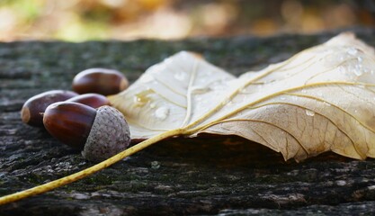 Acorns and autumn leaves with drops on wooden rustic background in the nature, autumn fruits background © moreidea