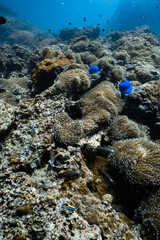 Vibrant blue sea anemone field on rocky coral reef in tropical ocean. © PIPE DIVE UNDERWATER