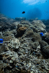 Vibrant blue sea anemone field on rocky coral reef in tropical ocean. © PIPE DIVE UNDERWATER