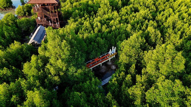 Aerial view of the Mangrove Forest Observation Tower surrounded by lush green mangrove trees in Karimunjawa, Central Java, Indonesia.