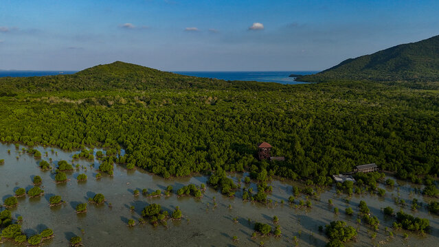 Aerial view of the mangrove forest observation tower surrounded by lush green trees and shallow coastal waters in Karimunjawa, Central Java, Indonesia.