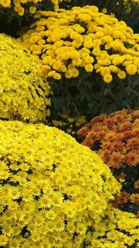 Vertical footage of vibrant yellow and orange chrysanthemums for autumn social media marketing