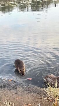 Wild nutria eating food on a muddy riverbank before being joined by another coypu