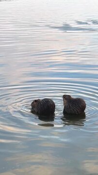 Two wild nutria interacting and grooming each other in a calm natural lake