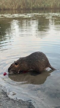 Close up of a wild nutria using its paws to grab and eat food by the riverbank