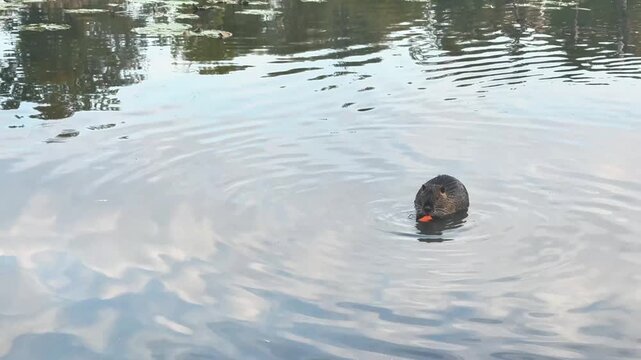 Horizontal footage of a wild nutria eating a carrot while swimming in a calm lake