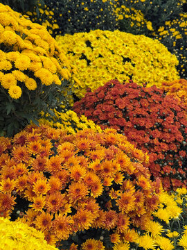 Colorful chrysanthemum bushes displaying lush autumn seasonal abundance