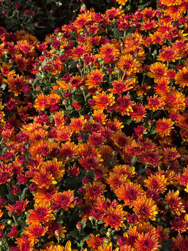 Bold orange and burgundy chrysanthemum mix for dramatic autumn textiles