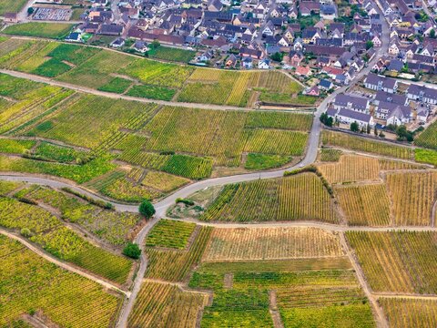 Aerial view of the vineyards surrounding the town of Colmar, featuring rows of vines, winding roads, and residential buildings in the background Colmar, Grand Est, France.