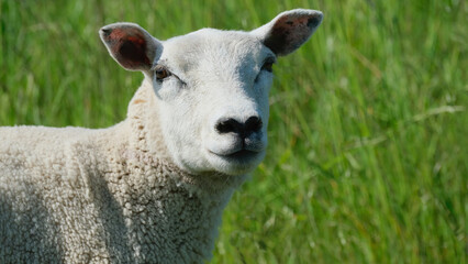 Obraz premium White sheep green grass meadow copyspace