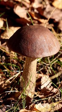 birch bolete mushroom stands still among dry autumn foliage bathed in bright natural sunlight, showcasing delicate cap textures, organic forest ground details and peaceful wilderness vibes