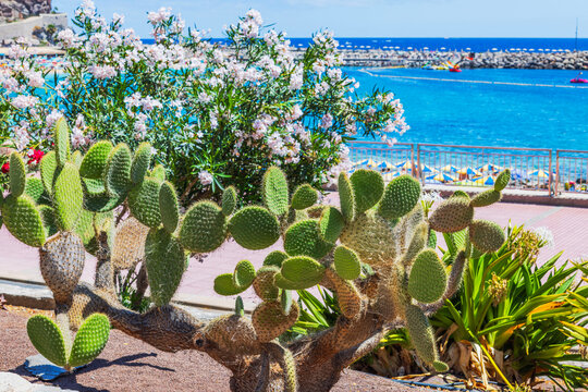 Close-up view of prickly pear cactus against background of Amadores beach and Atlantic Ocean. Gran Canaria. Spain.