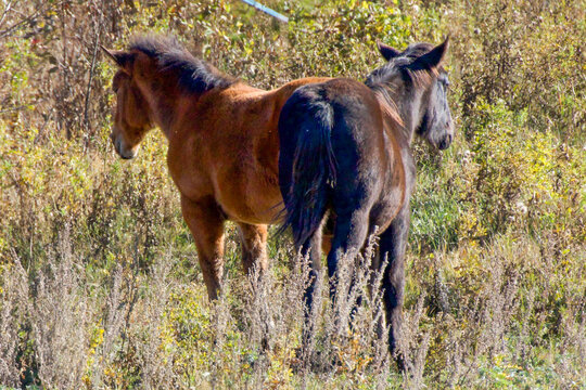 WILD HORSES IN COUNTRY 