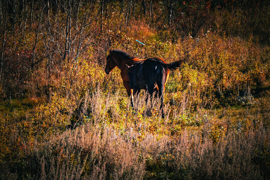 HORSE AND FOAL