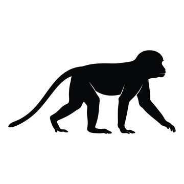 Black silhouette of a walking monkey isolated on white background for