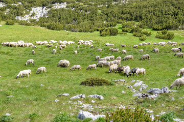 Flock of sheep grazing on the slopes  of Čvrsnica mountain. Blidinje nature park, Bosnia and Herzegovina © Ivica