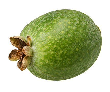 Feijoa Fruit Vector Illustration, Whole and Sliced Pineapple Guava