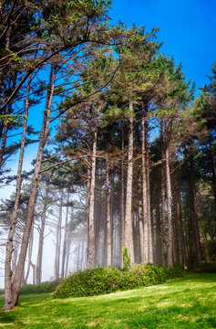 Trees In The Mist 2
