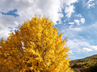 Golden maple leaves against a bright blue sky with wispy clouds and a colorful autumn hillside. Scenic fall nature background with copy space for seasonal designs, travel and outdoor themes. © Marek